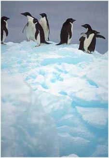 antarctica.jpg