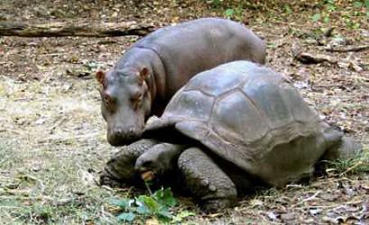 hippo_tortoise.jpg