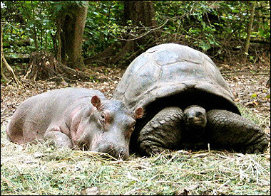 hippo_tortoise_2.jpg