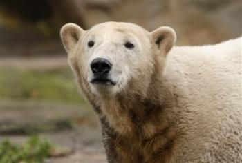 knut older polar bear Polar bear for sale!
