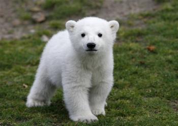 Polar bear for sale! knut polar bear cub Polar bear for sale!