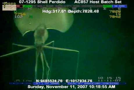 Giant alien squid attacks offshore platform! perdido magnapinna squid Giant alien squid attacks offshore platform!