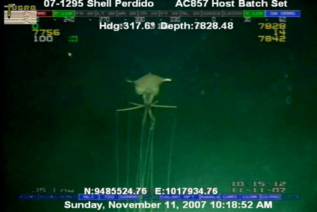 perdido_magnapinna_squid_2.jpg