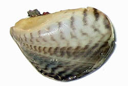 quagga_mussel.jpg