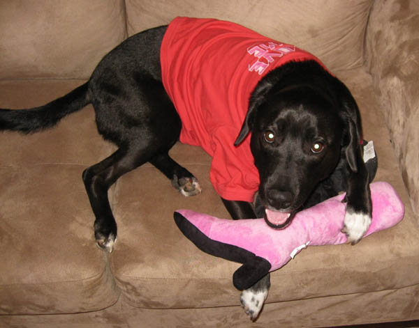 tucker_pink_high_heel_sm.jpg