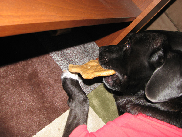 tucker texas cookie 1 Monster dog devours Texas
